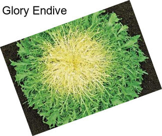 Glory Endive