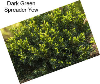 Dark Green Spreader Yew