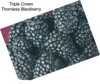 Triple Crown Thornless Blackberry
