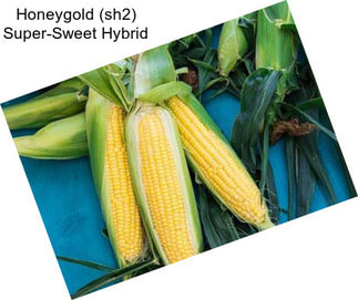 Honeygold (sh2) Super-Sweet Hybrid