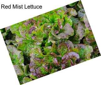 Red Mist Lettuce