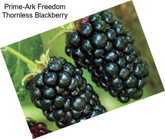 Prime-Ark Freedom Thornless Blackberry