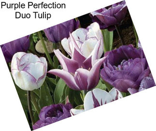 Purple Perfection Duo Tulip