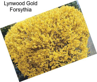 Lynwood Gold Forsythia