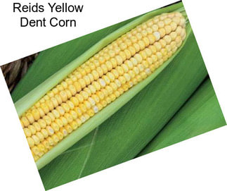 Reids Yellow Dent Corn