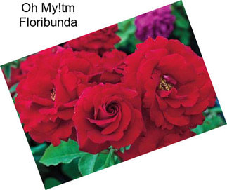 Oh My!tm Floribunda