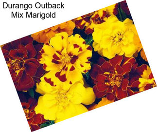 Durango Outback Mix Marigold