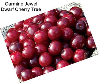 Carmine Jewel Dwarf Cherry Tree