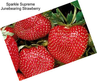 Sparkle Supreme Junebearing Strawberry