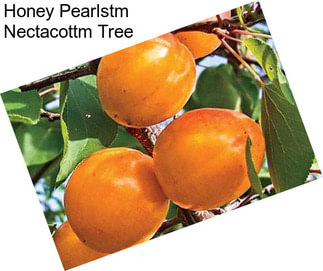 Honey Pearlstm  Nectacottm Tree