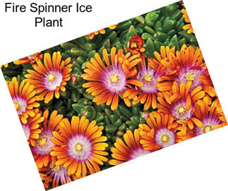 Fire Spinner Ice Plant