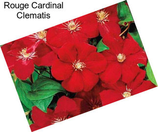 Rouge Cardinal Clematis