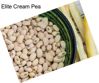 Elite Cream Pea