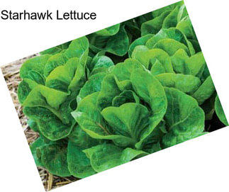 Starhawk Lettuce