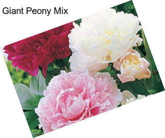 Giant Peony Mix