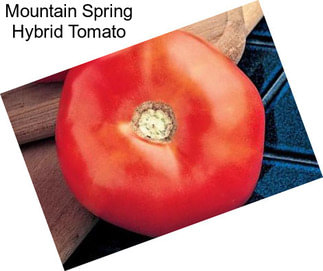 Mountain Spring Hybrid Tomato