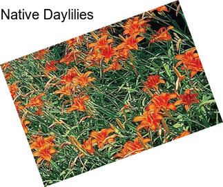 Native Daylilies
