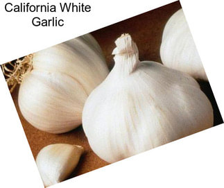 California White Garlic