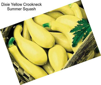 Dixie Yellow Crookneck Summer Squash