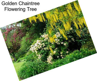 Golden Chaintree Flowering Tree