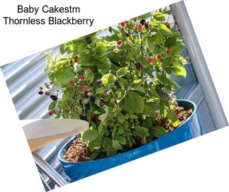 Baby Cakestm Thornless Blackberry