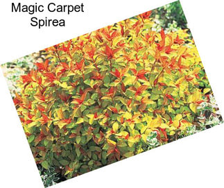 Magic Carpet Spirea