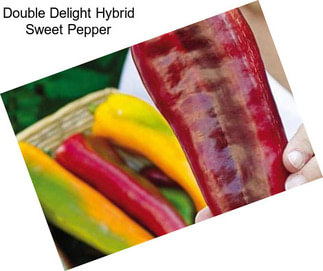 Double Delight Hybrid Sweet Pepper