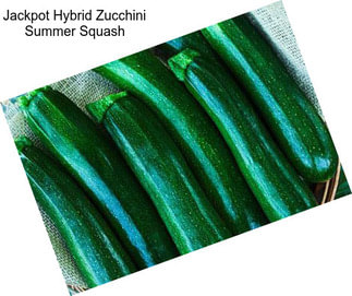 Jackpot Hybrid Zucchini Summer Squash