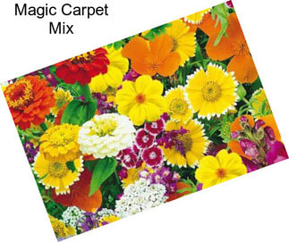 Magic Carpet Mix