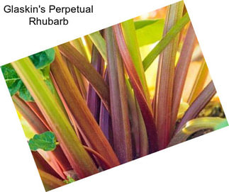 Glaskin\'s Perpetual Rhubarb