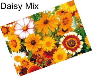Daisy Mix