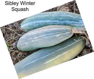 Sibley Winter Squash