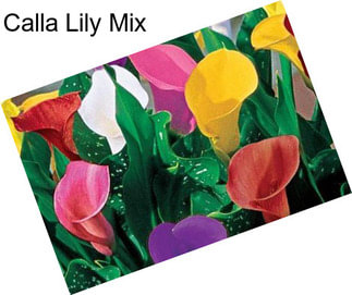 Calla Lily Mix
