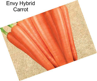 Envy Hybrid Carrot
