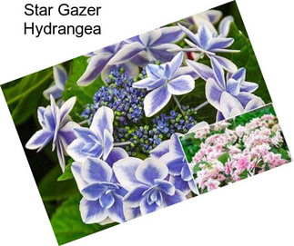 Star Gazer Hydrangea