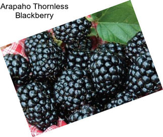 Arapaho Thornless Blackberry