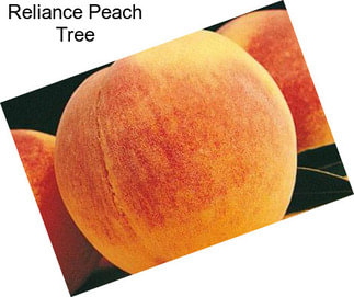 Reliance Peach Tree