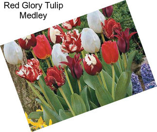 Red Glory Tulip Medley
