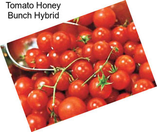 Tomato Honey Bunch Hybrid