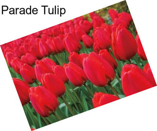 Parade Tulip