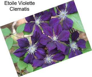 Etoile Violette Clematis