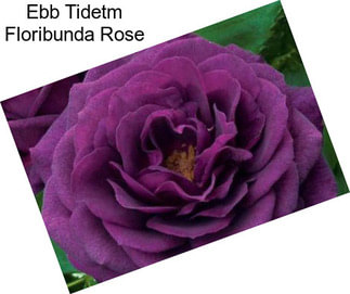 Ebb Tidetm Floribunda Rose