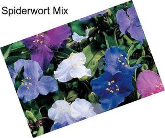 Spiderwort Mix