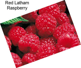 Red Latham Raspberry