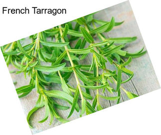French Tarragon
