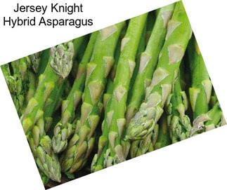 Jersey Knight Hybrid Asparagus