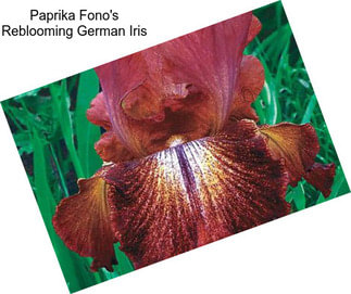 Paprika Fono\'s Reblooming German Iris