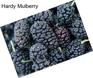 Hardy Mulberry