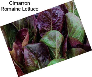 Cimarron Romaine Lettuce