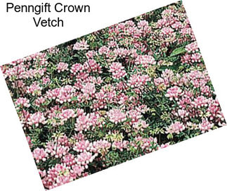 Penngift Crown Vetch